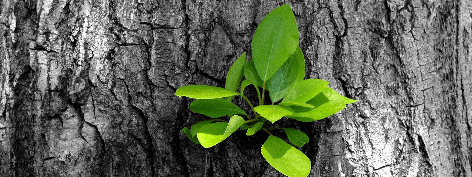 Growth_and_Development